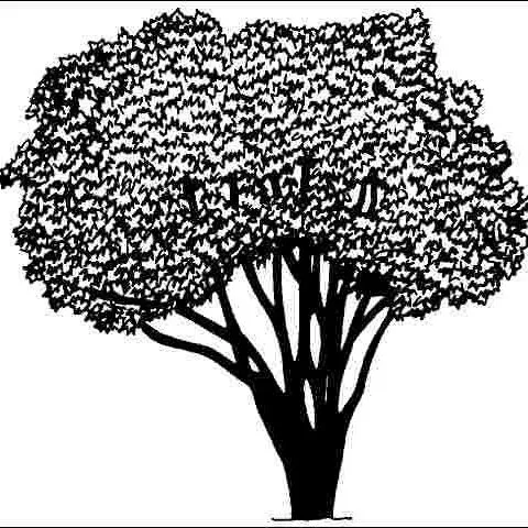 thumbnail for publication: Ligustrum lucidum 'Tricolor': 'Tricolor' Glossy Privet